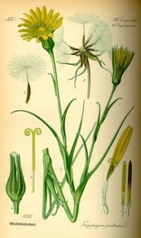 Goatsbeard - Tragopogon pratensis - Козлобородник луговой